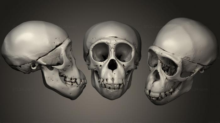 Анатомия скелеты и черепа (Черепа животных 024, ANTM_0231) 3D модель для ЧПУ станка